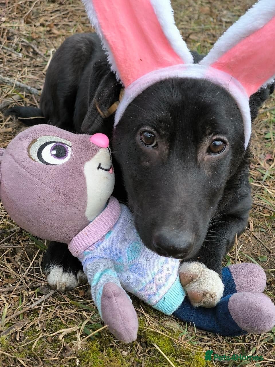 οΈπΆ masha β Mixed Breed