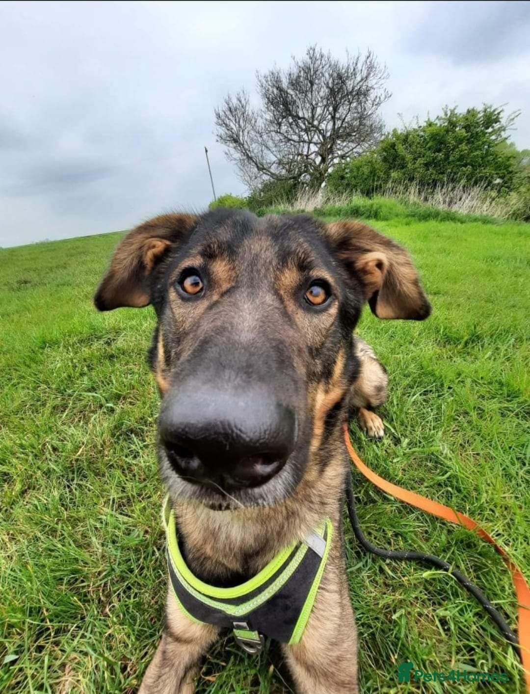 Meet Ozzy, currently residing in Cheshire photo 6