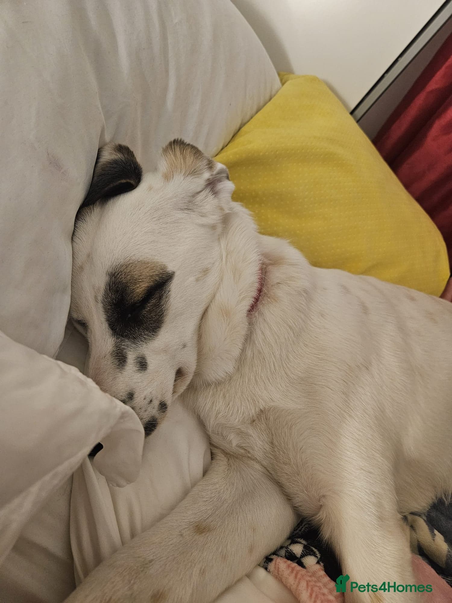 ️PLIAMKA❤️She photo 8