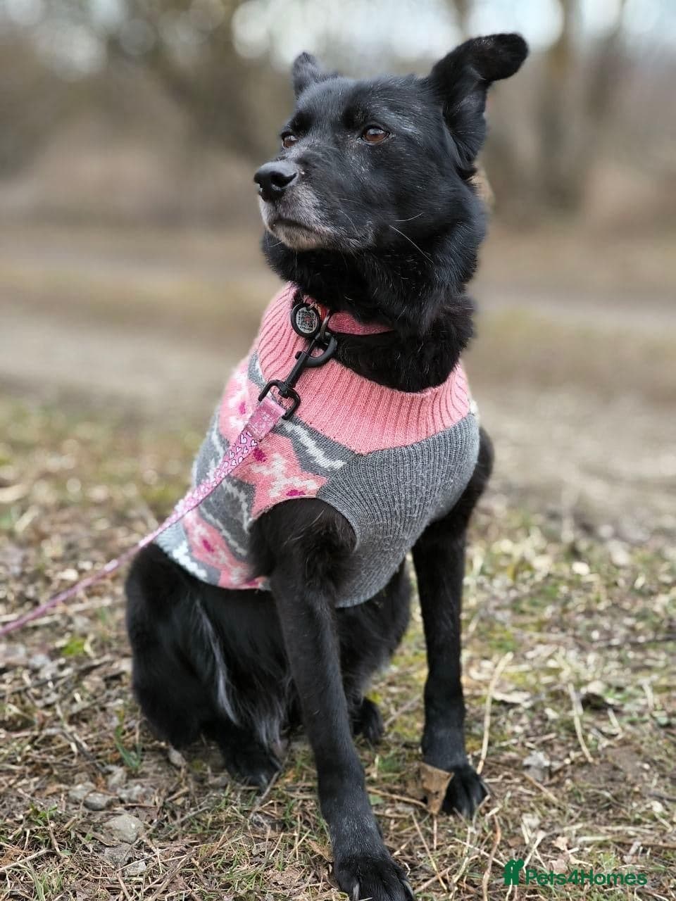 οΈπΆ tofa photo 17