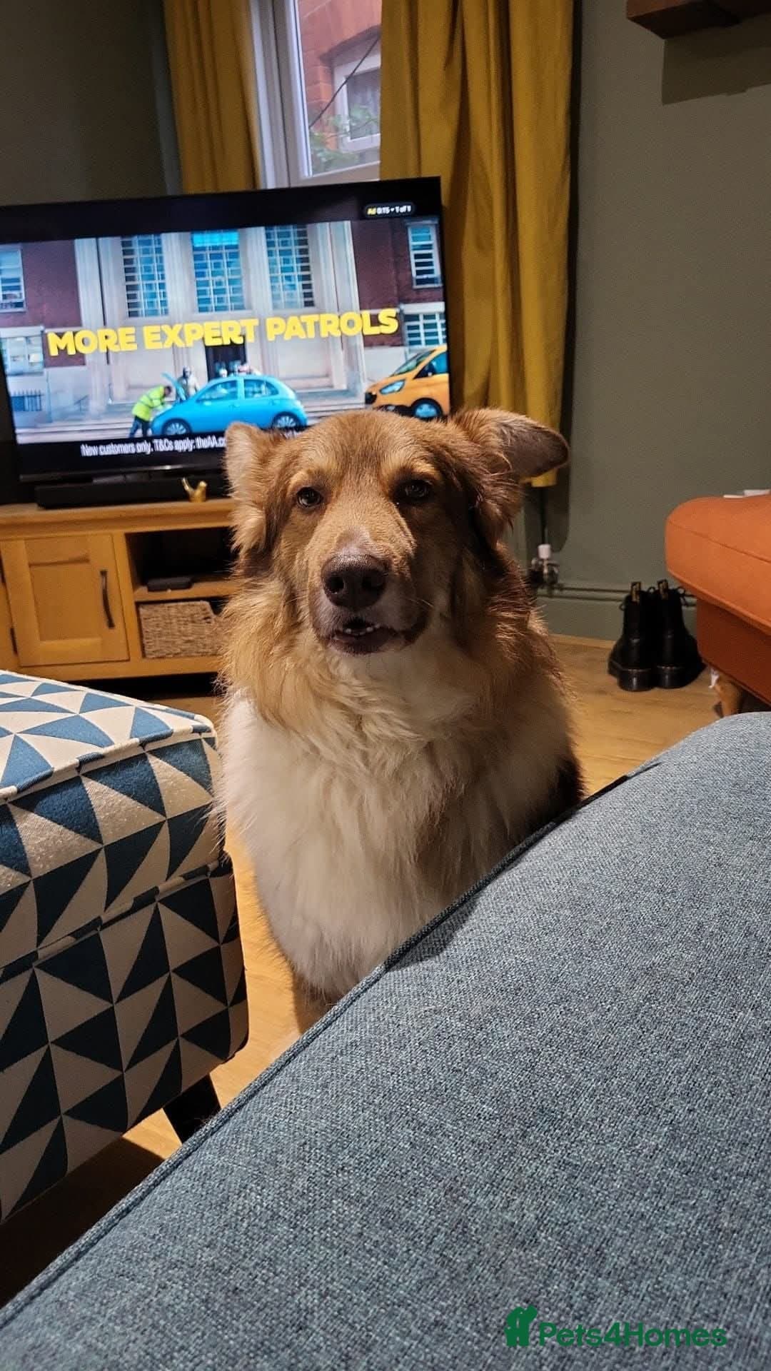 Meet Teddy, currently residing in Lincolnshire photo 14