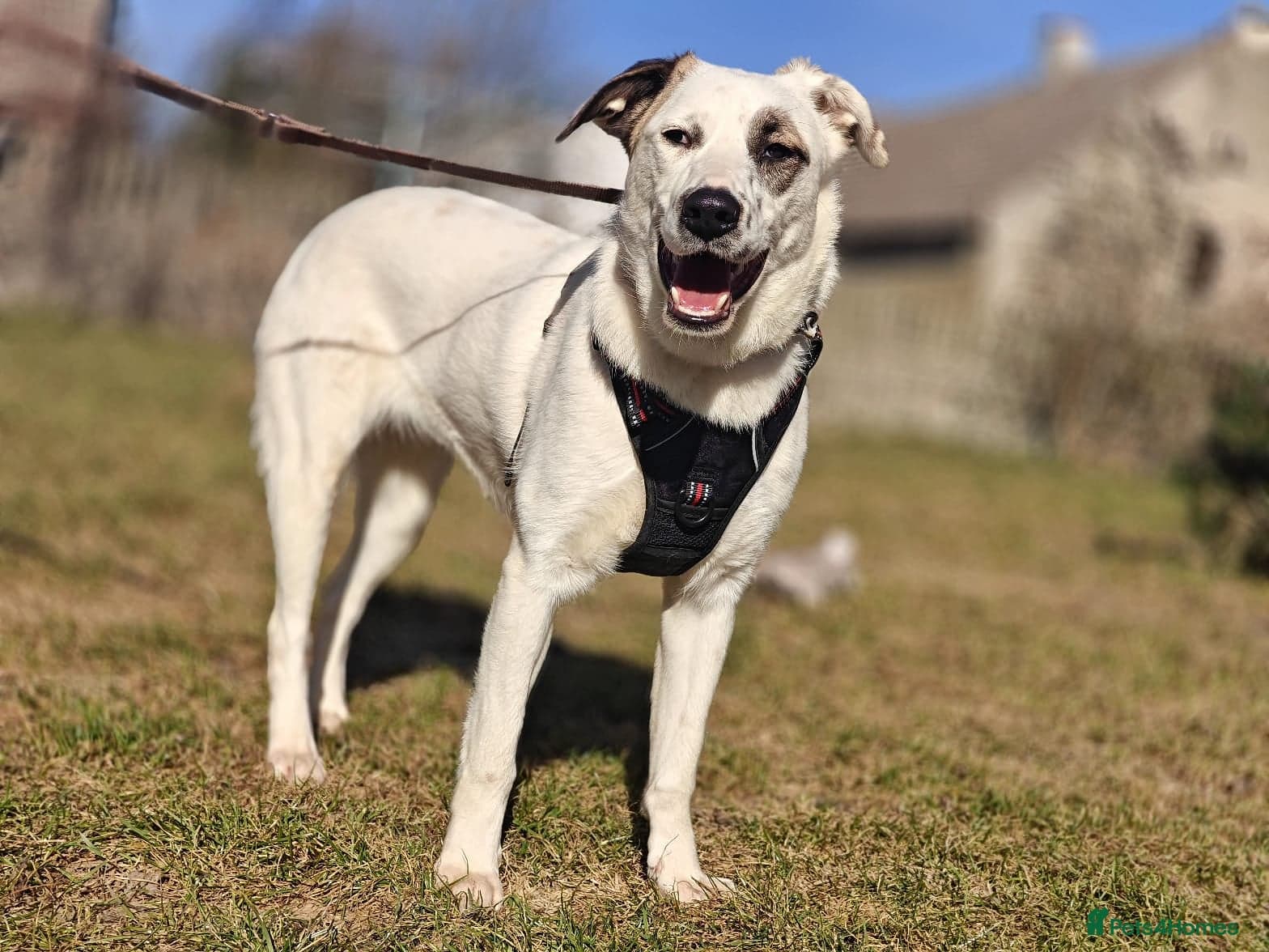 ️PLIAMKA❤️9-month-old loving and playful girl photo 10