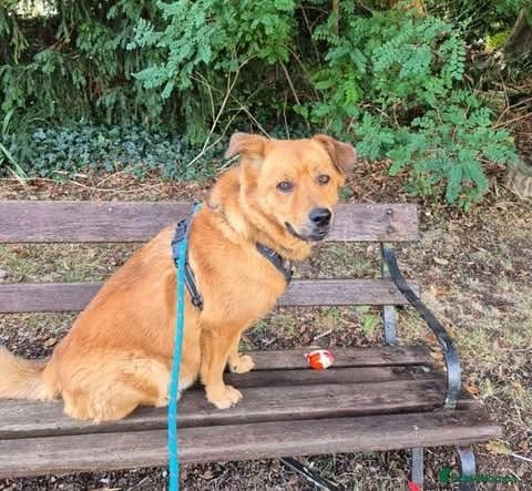 Rescue boy Mason photo 7