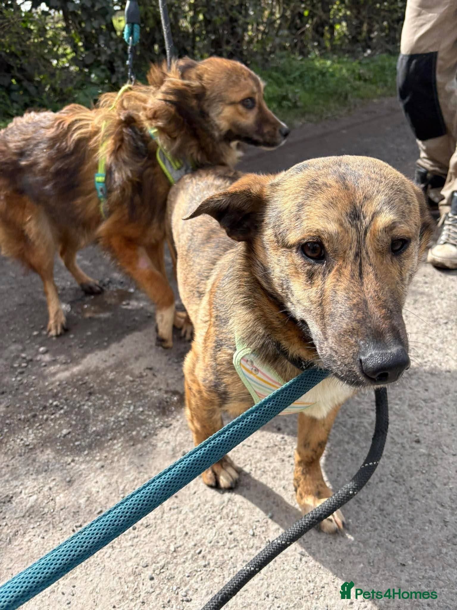 Meet Finn, currently residing in Cheshire photo 9