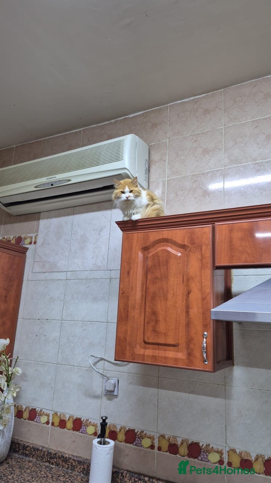 Maisie — Mixed Breed