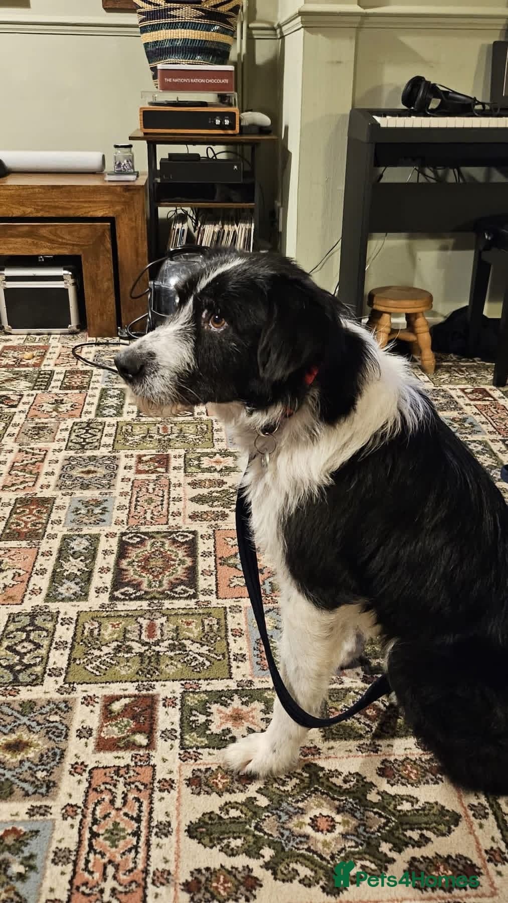 Tommy - long stratton Norfolk photo 7