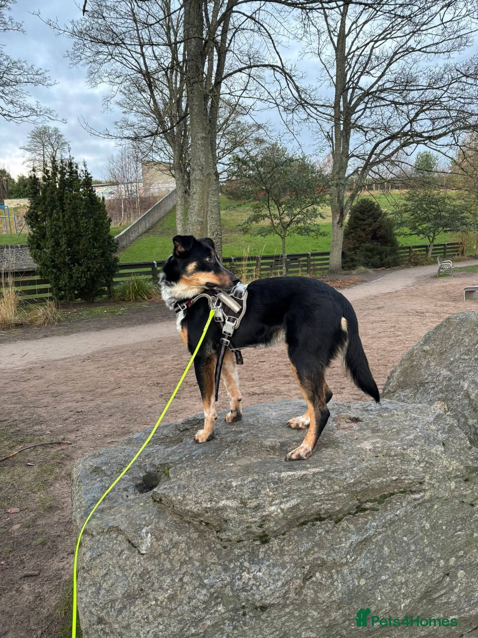 Meet Dave, currently residing in Aberdeen photo 11