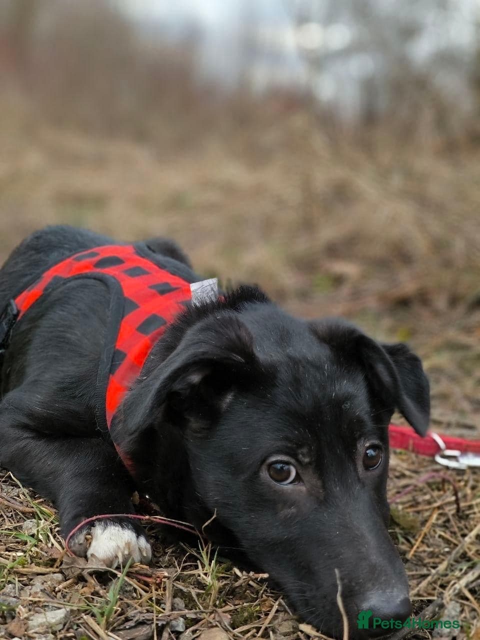 οΈπΆ masha photo 9