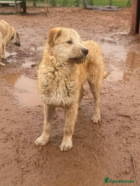 Meet Toby, currently residing in Essex photo 11