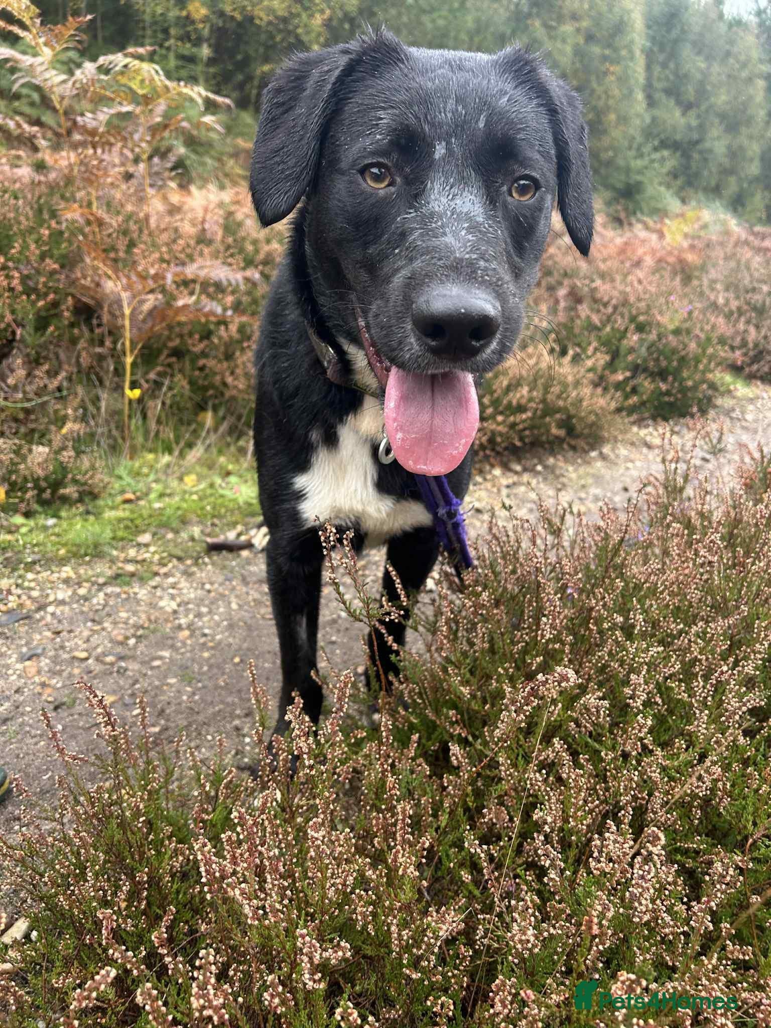 Barney - Norwich norfolk photo 5