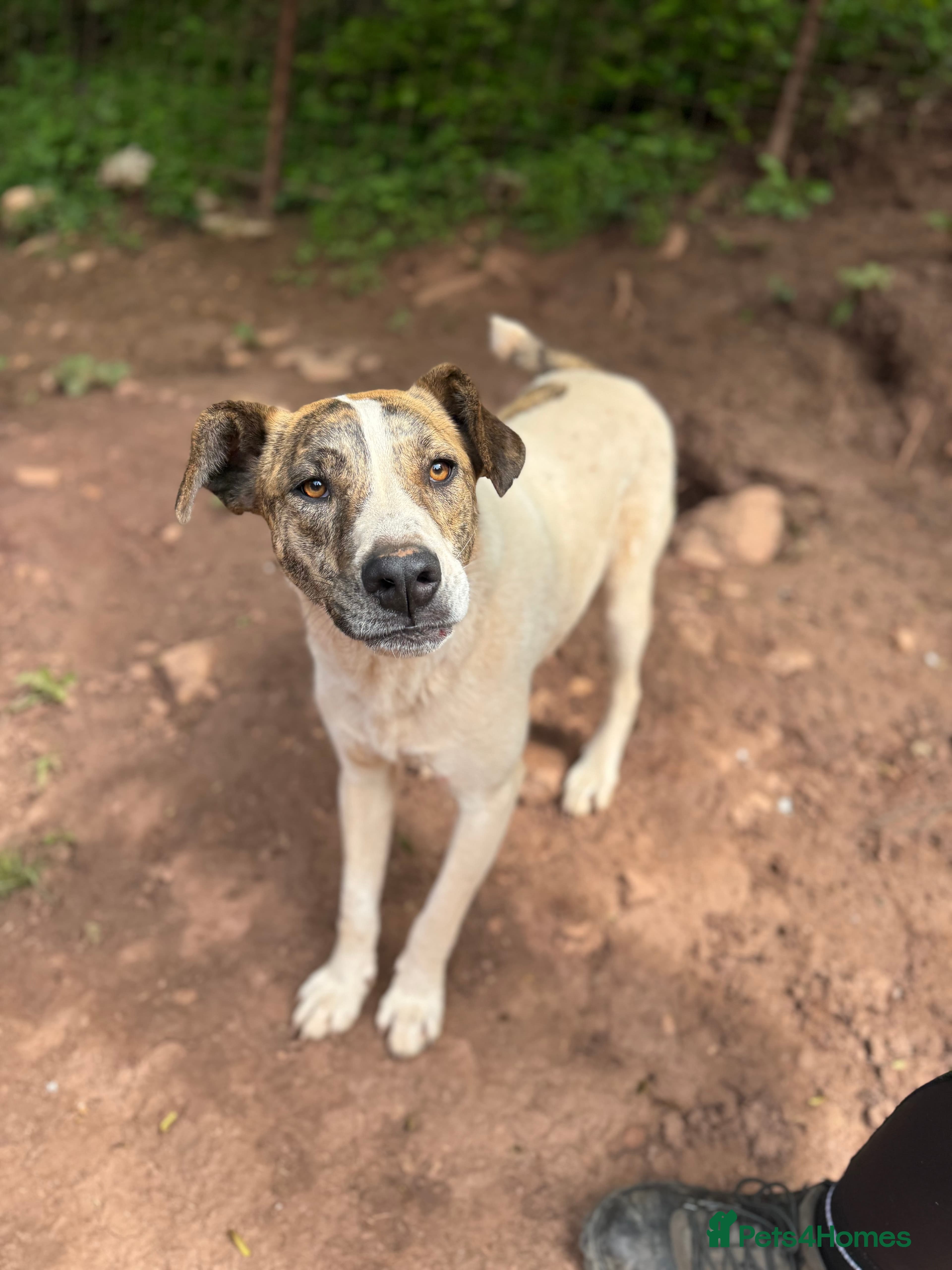 Jasmine π©· β Mixed Breed