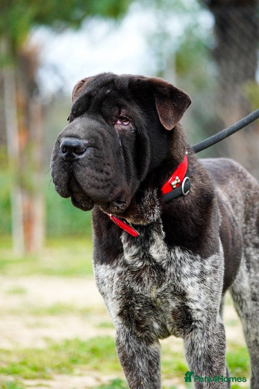 Teddy, sharpei cross, photo 2