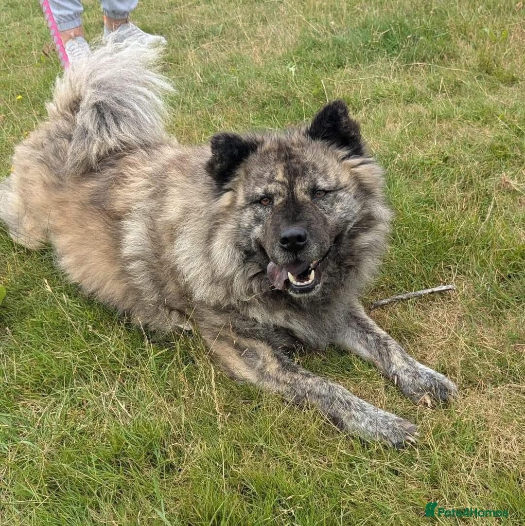 Luna Chow π photo 15