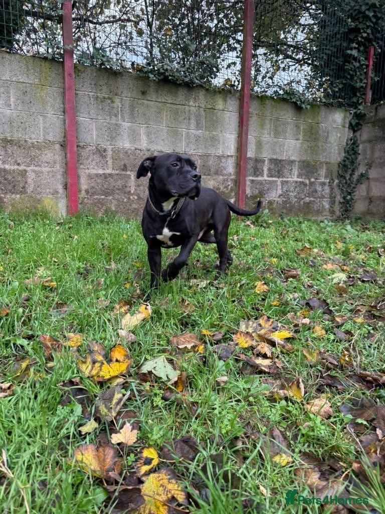 Meet Gomez, currently residing in Ormskirk photo 3