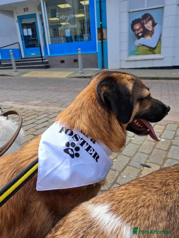 Levi - Norwich Norfolk photo 20