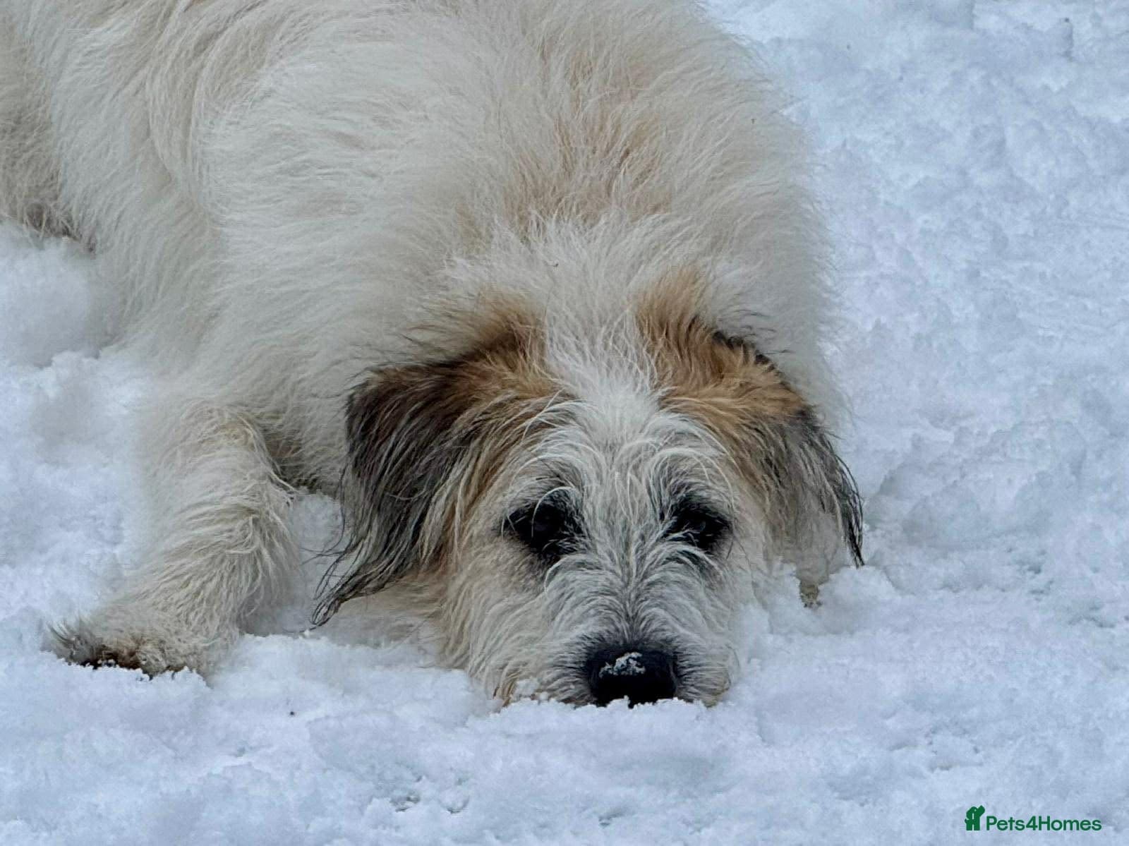 KALLIE- 18 months, loves dogs/playful/active/rural photo 16