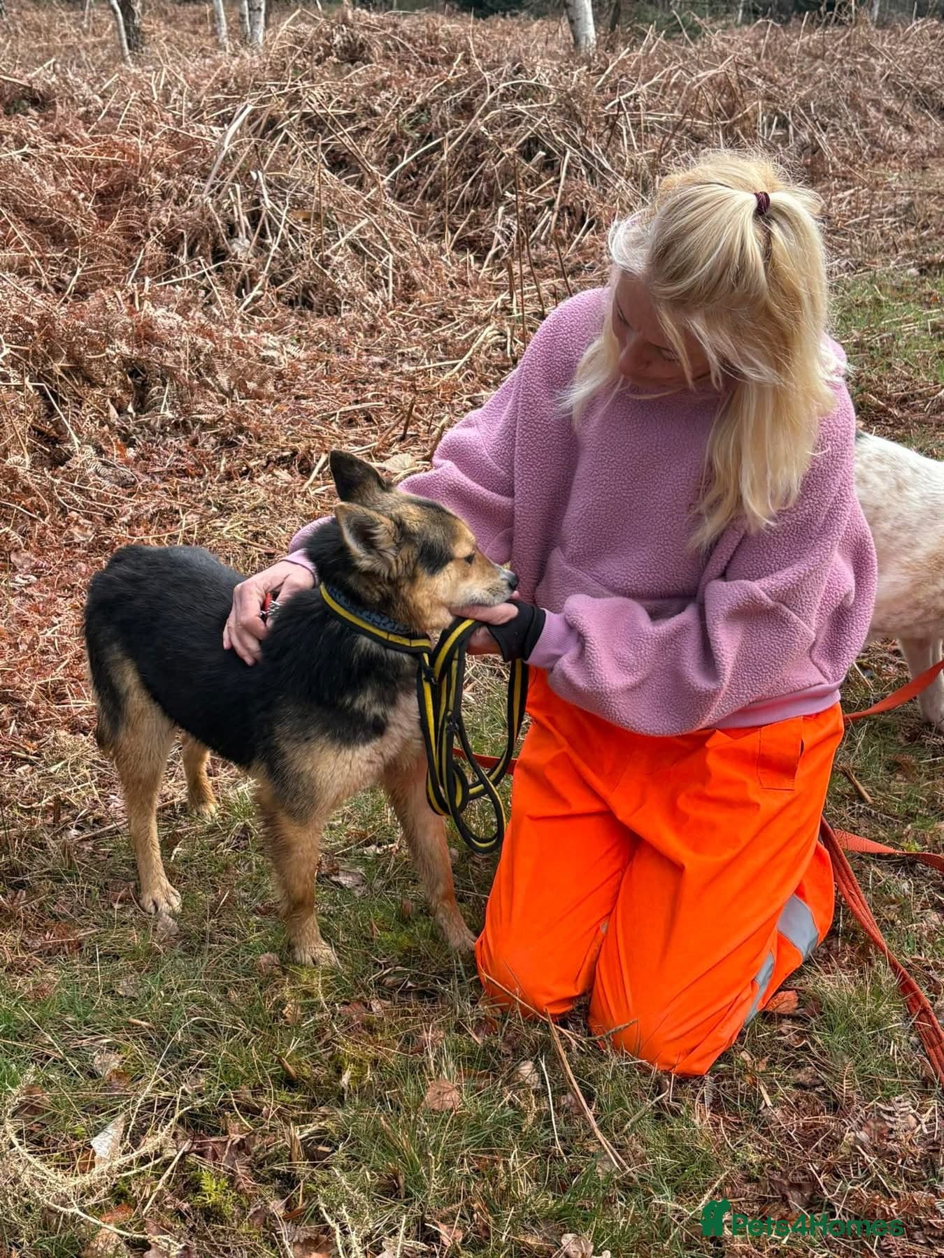 Bowie - Norwich Norfolk photo 4