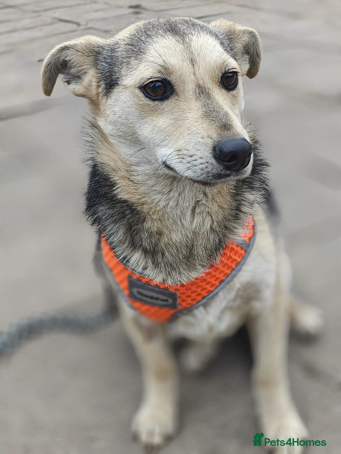 οΈπΆ maree photo 10