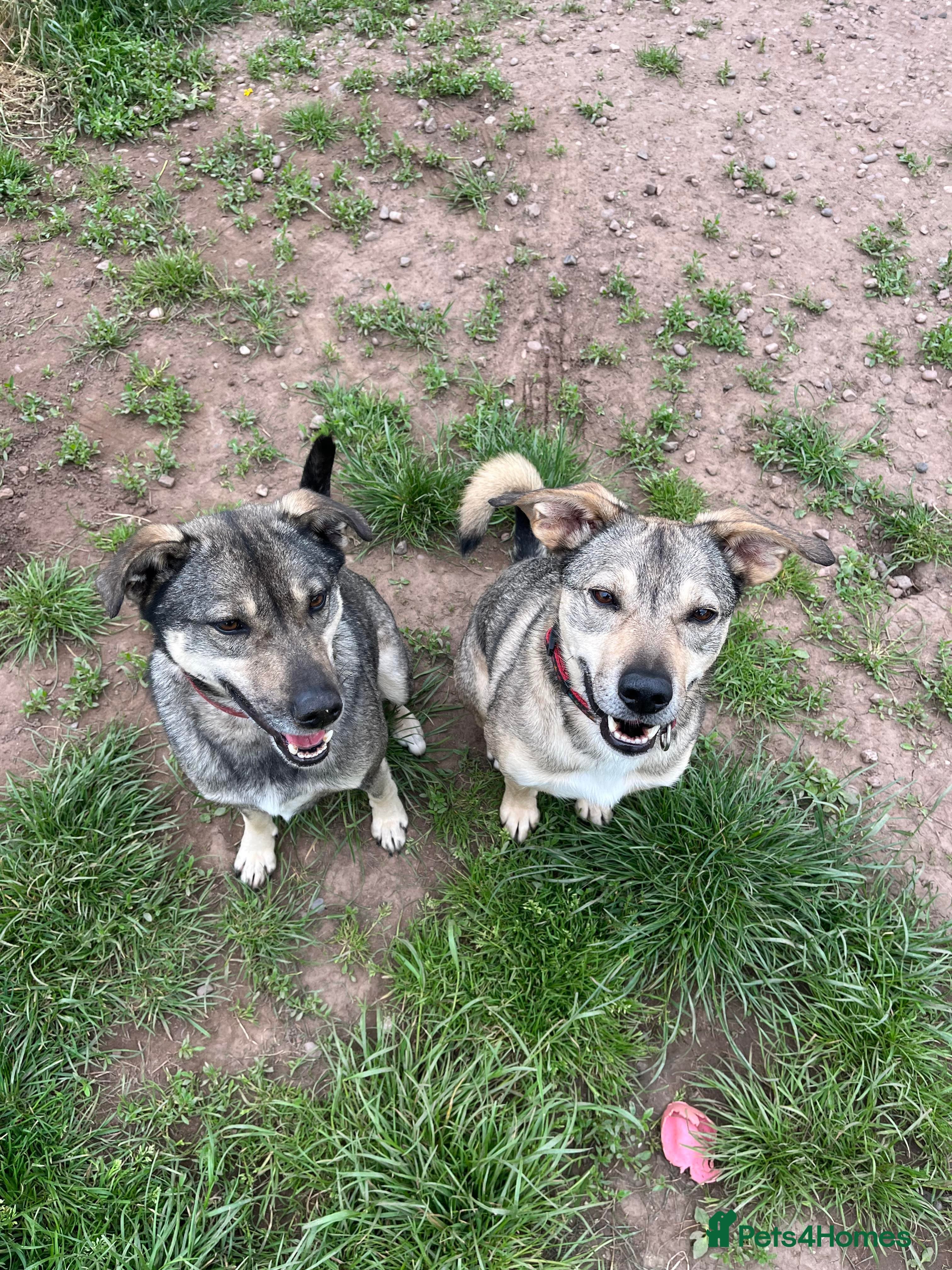 Meet Joy, currently residing in Cheshire photo 8