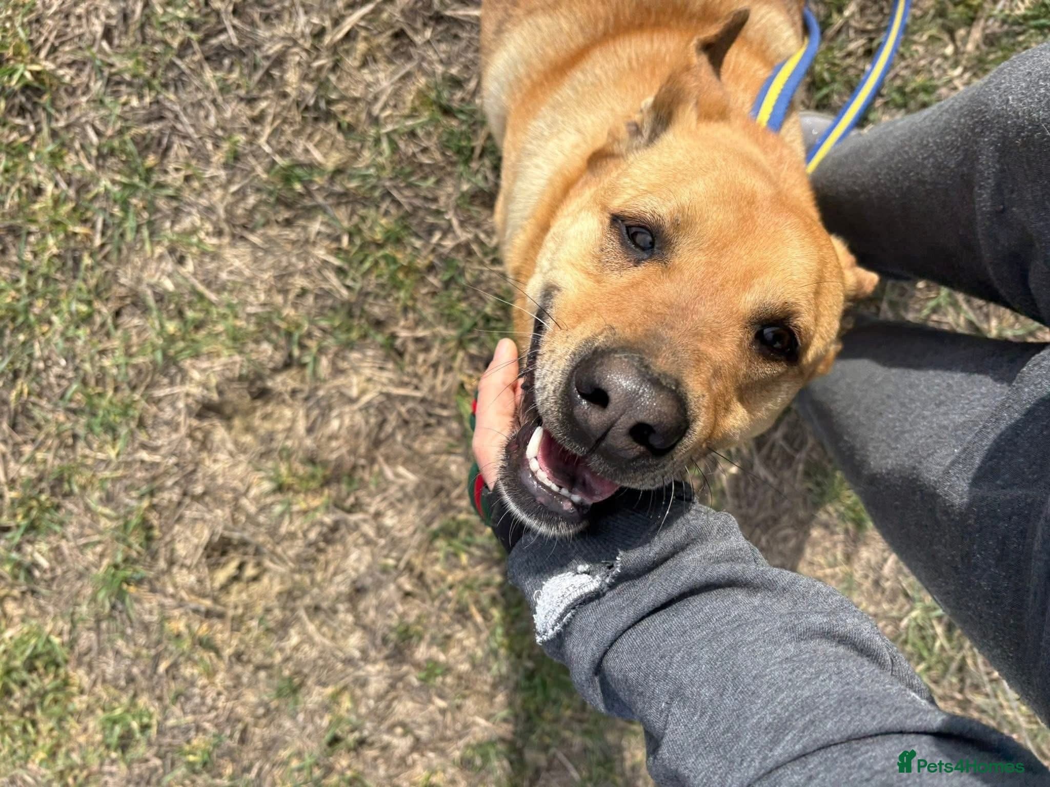 Thor - Dereham Norfolk photo 19