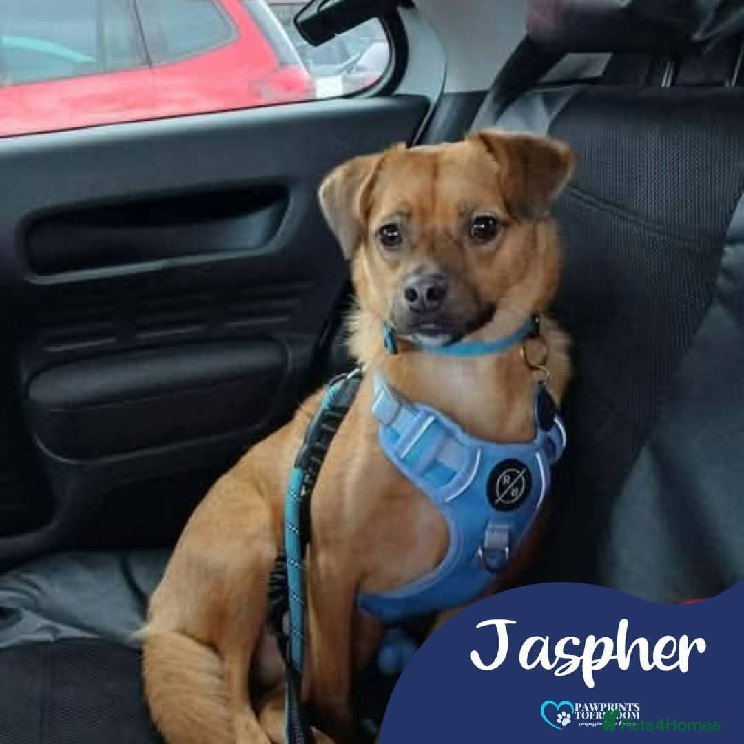 Meet Jaspher, currently residing in Edinburgh photo 2