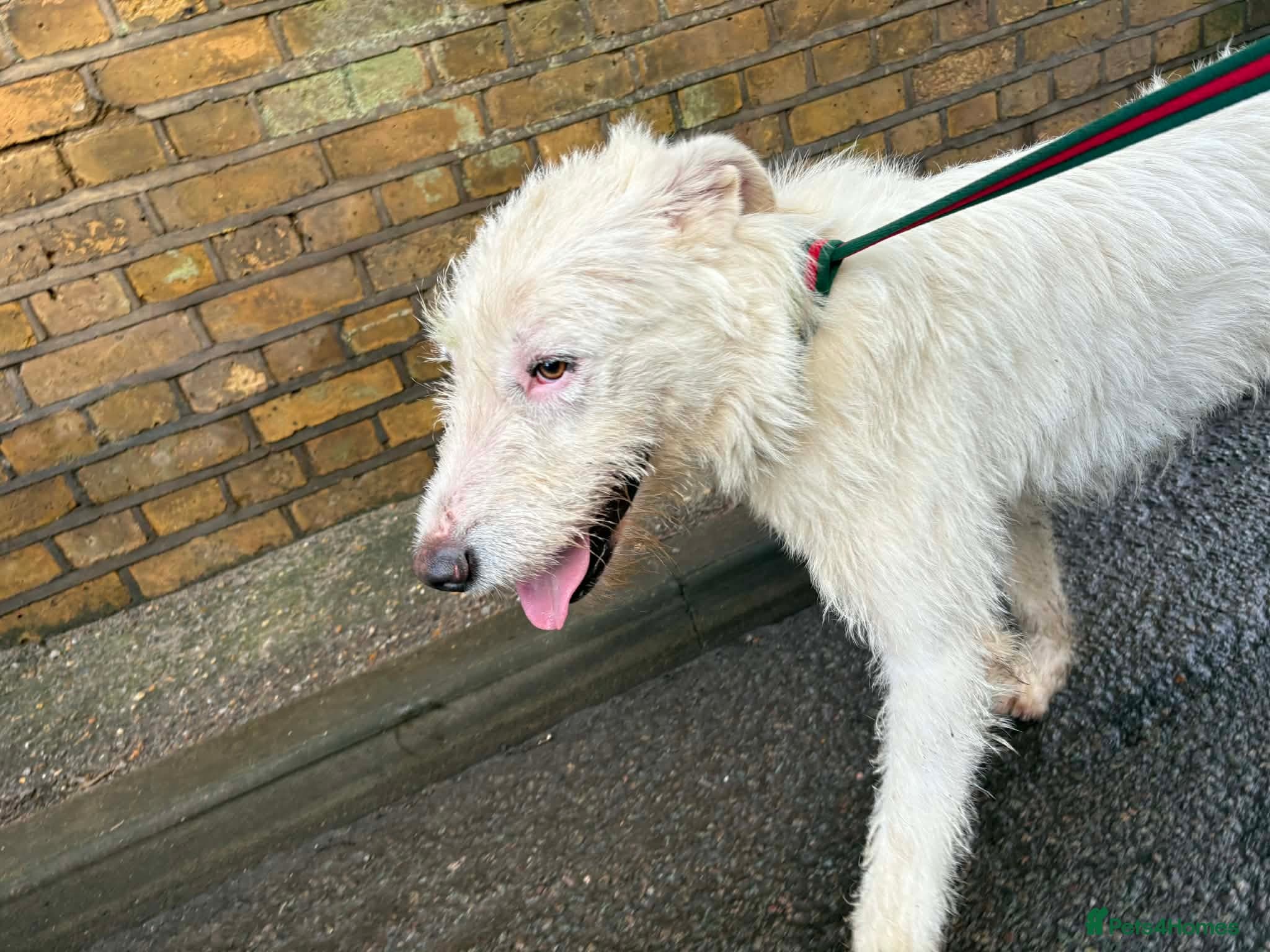 Peter - Norwich Norfolk photo 9