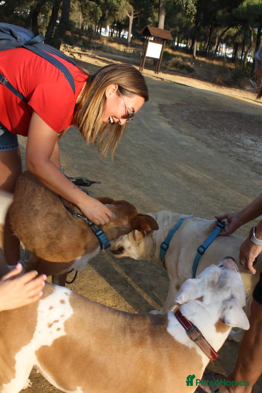 Years waiting - forgotten dogs photo 8