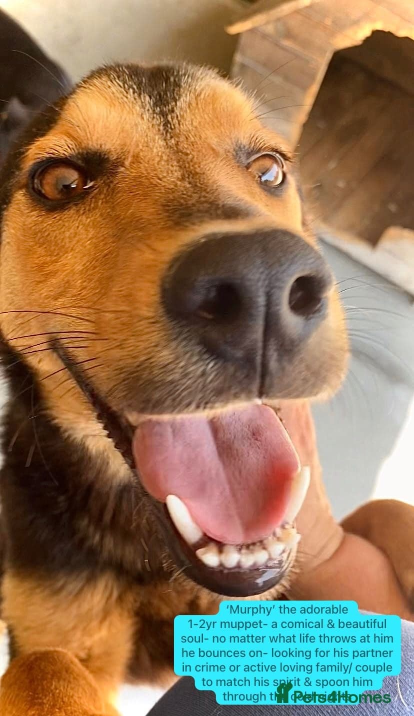 Murphy, 1-2 yrs old. — Mixed Breed