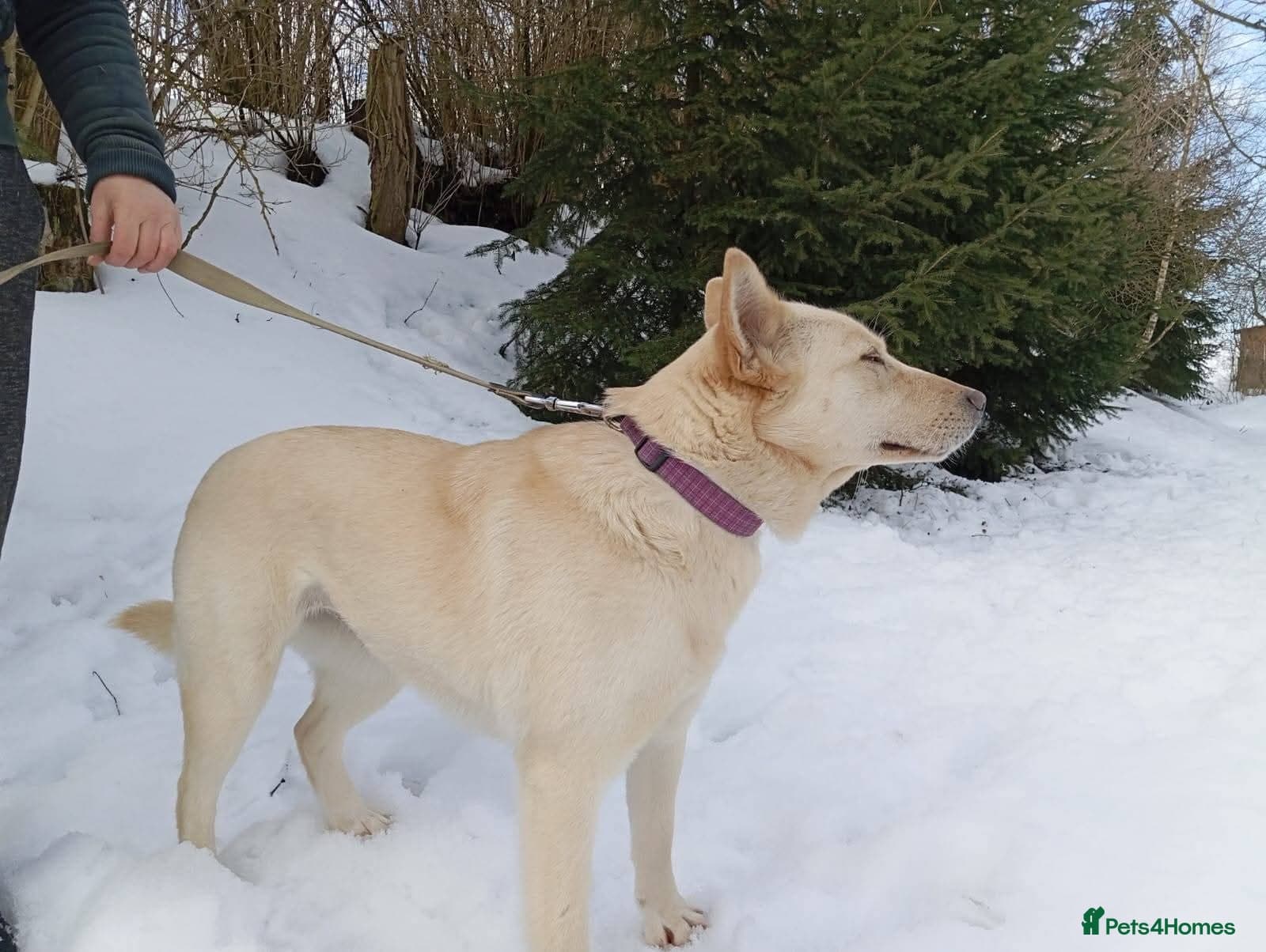 οΈπΆ milady photo 12