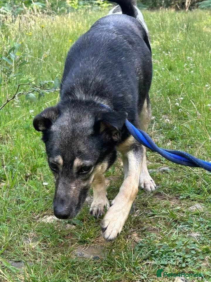 Joey - Norwich Norfolk photo 17