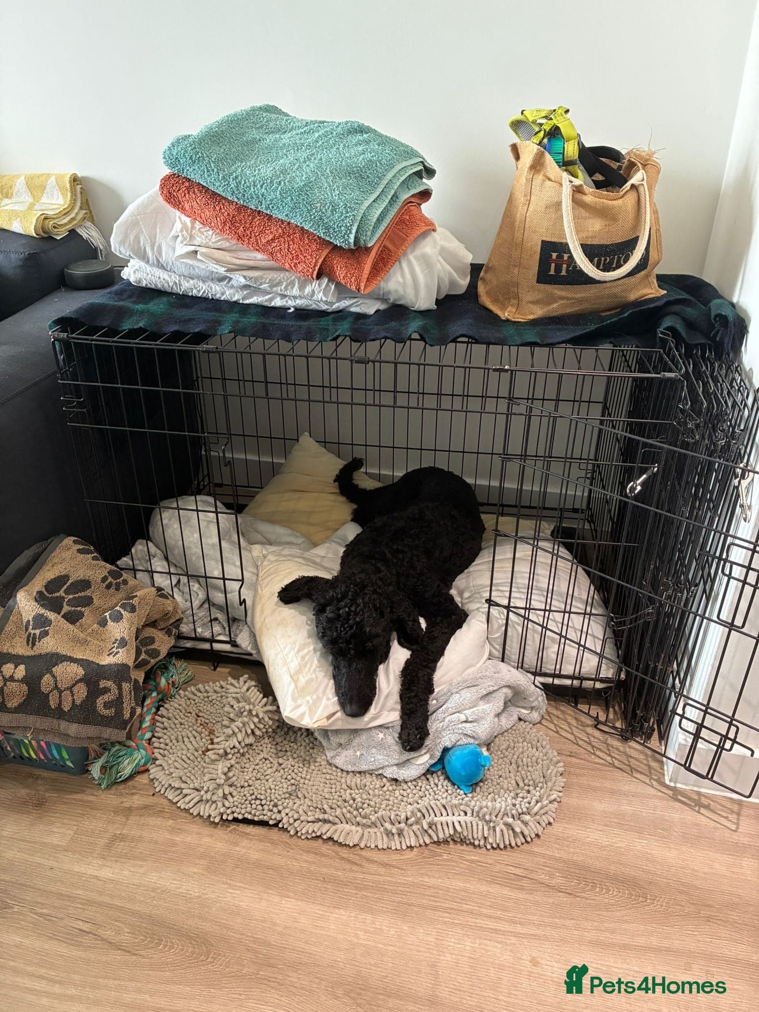 οΈπΆ charlie photo 11