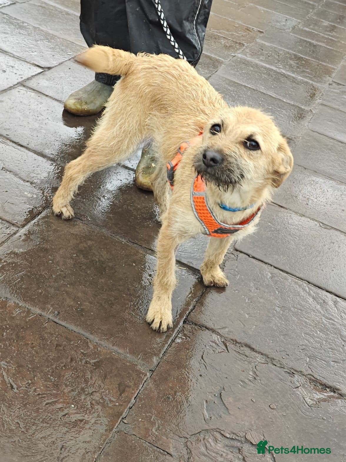 οΈπΆ bekki photo 20