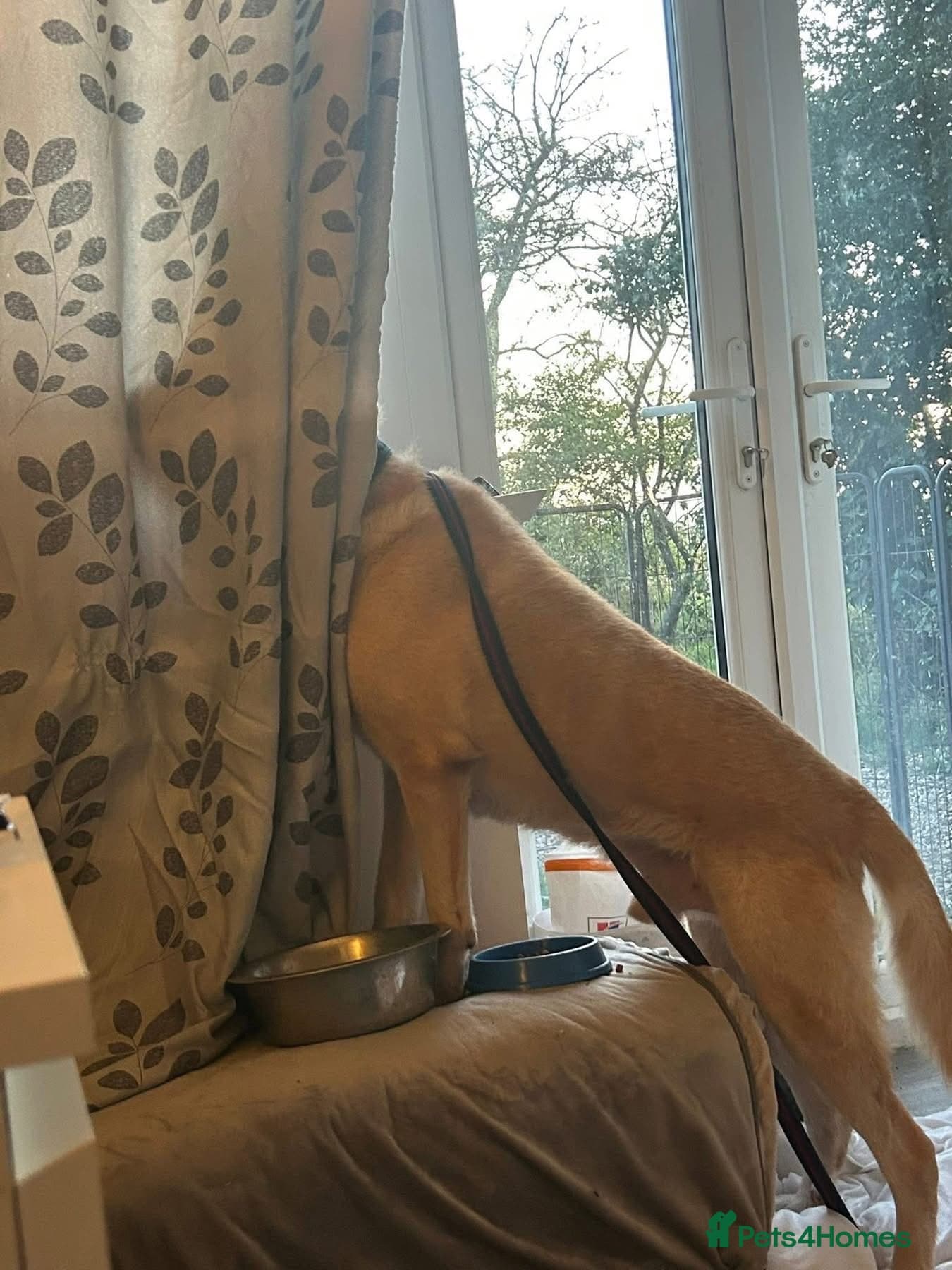 Rupert - Norwich Norfolk photo 16