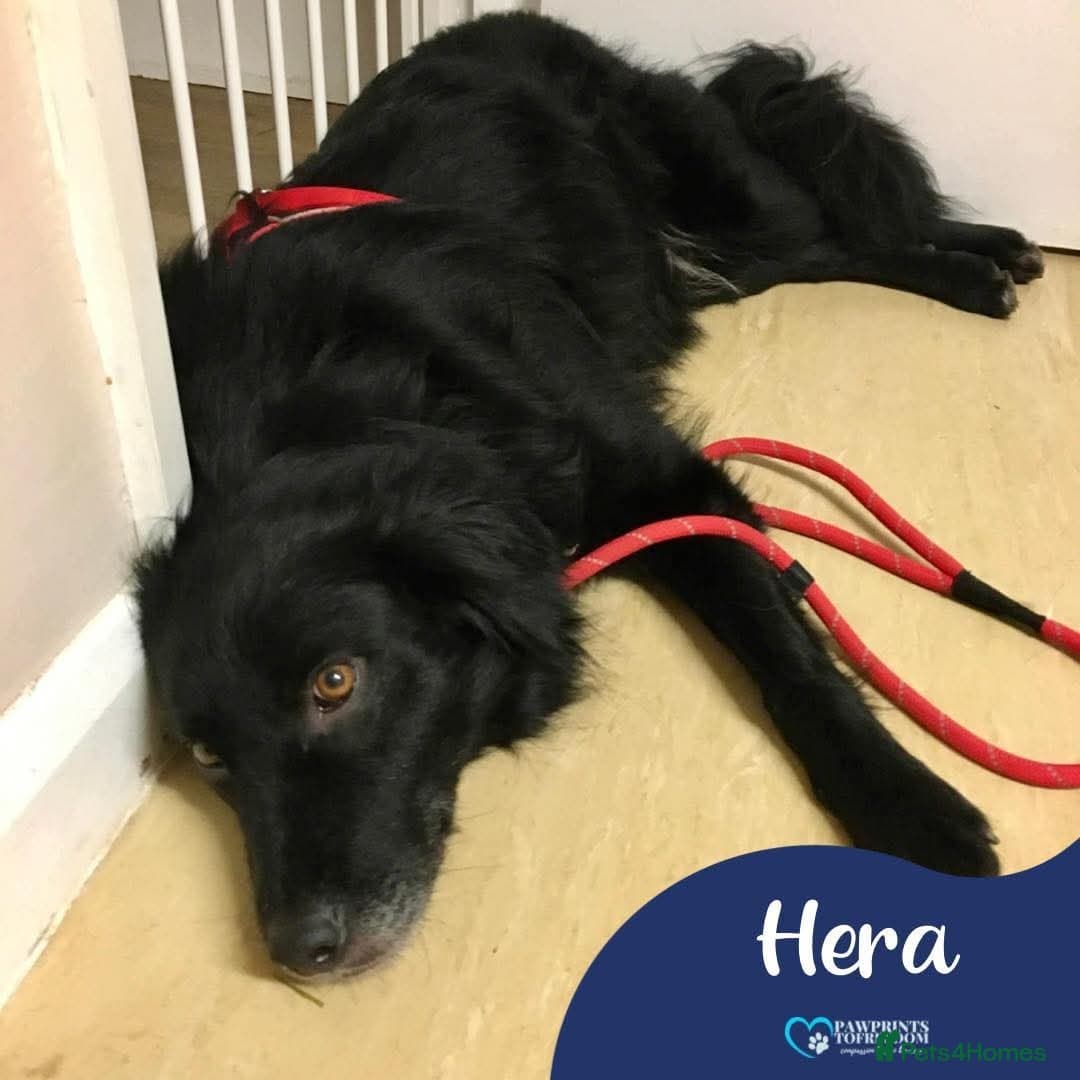 Meet Hera, currently residing in Middlesex photo 2