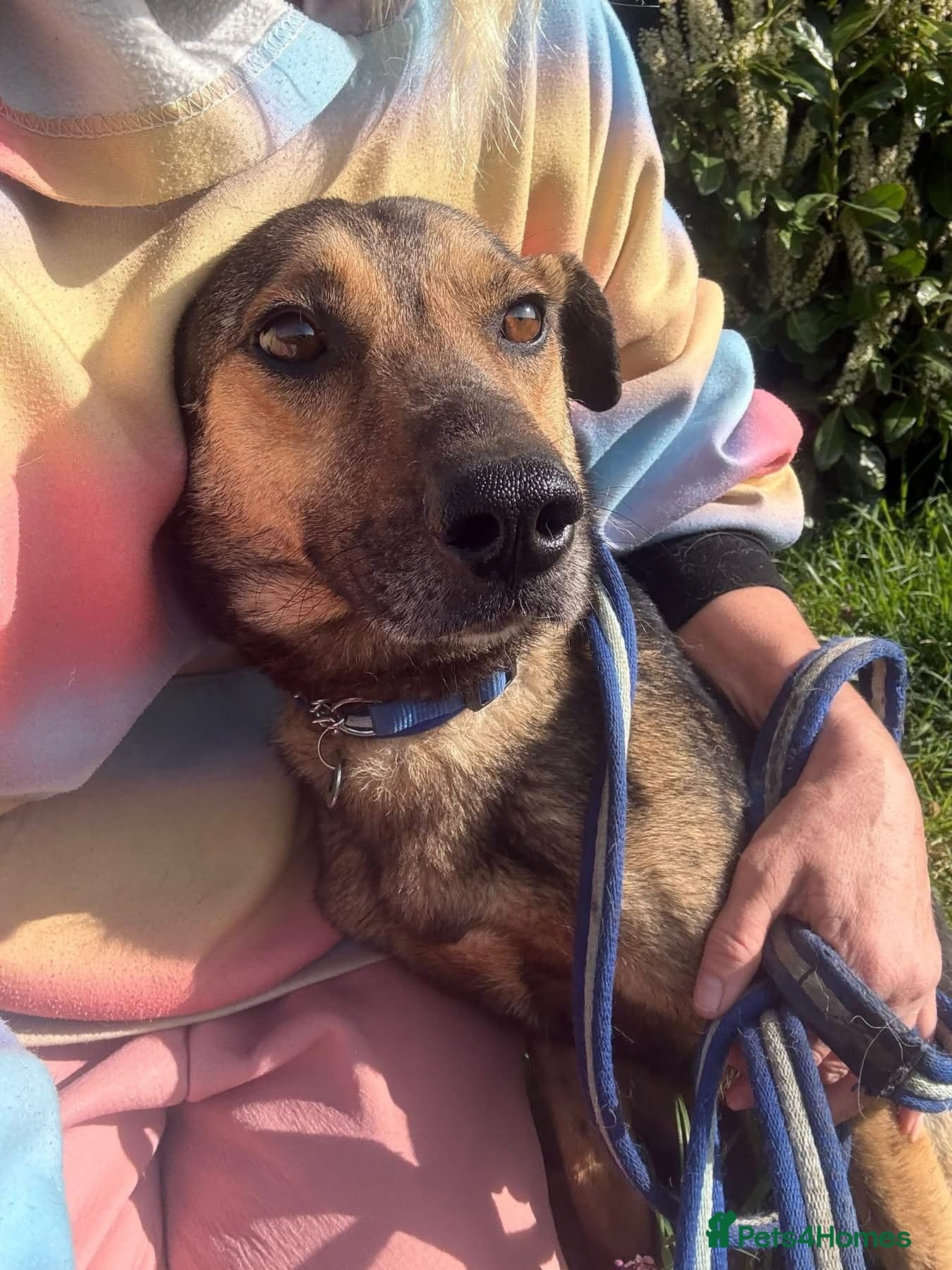 Jenkins - Norwich Norfolk photo 13