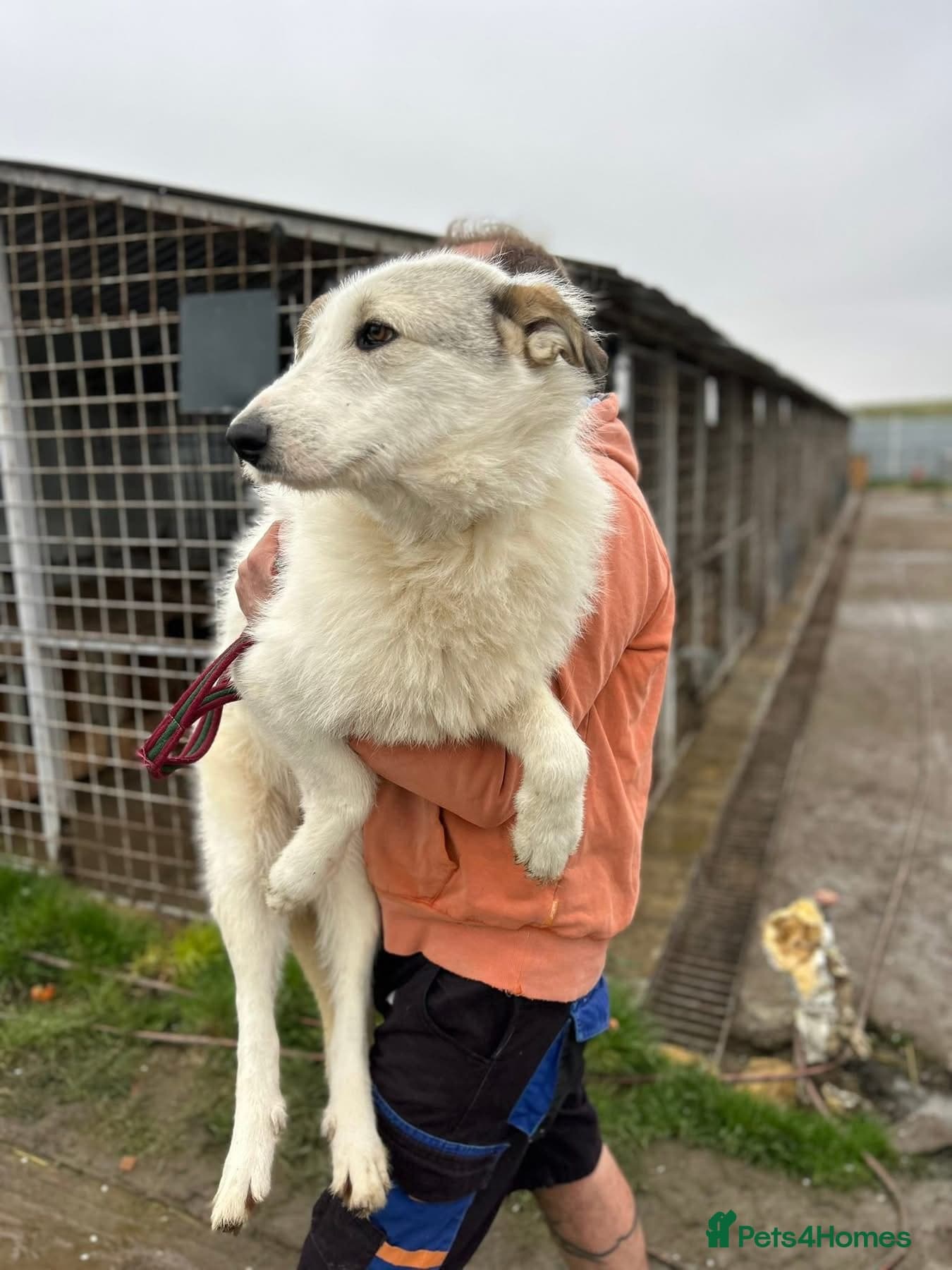 Elena - Marlborough Wiltshire — Mixed Breed