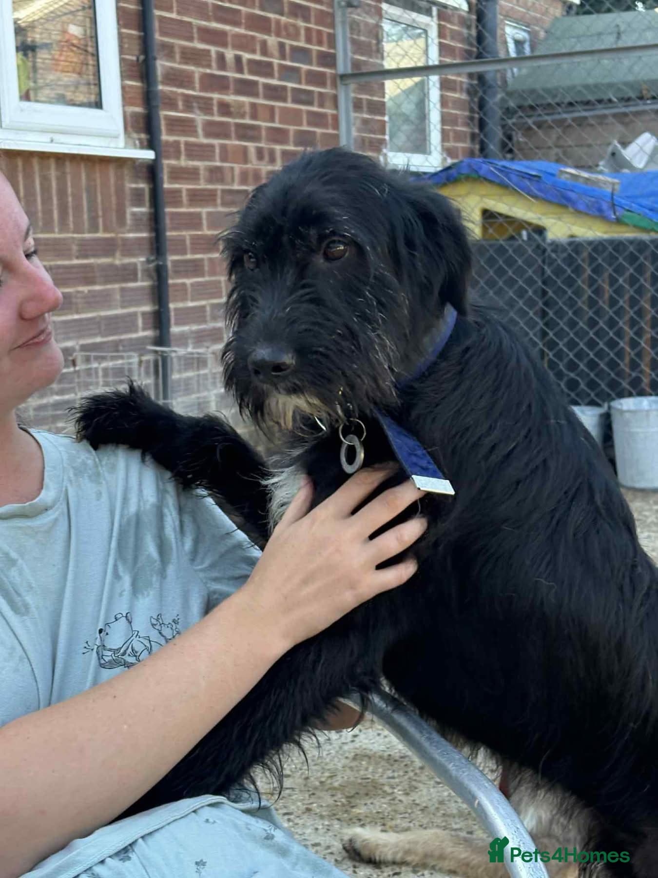 Micky - Norwich Norfolk photo 15