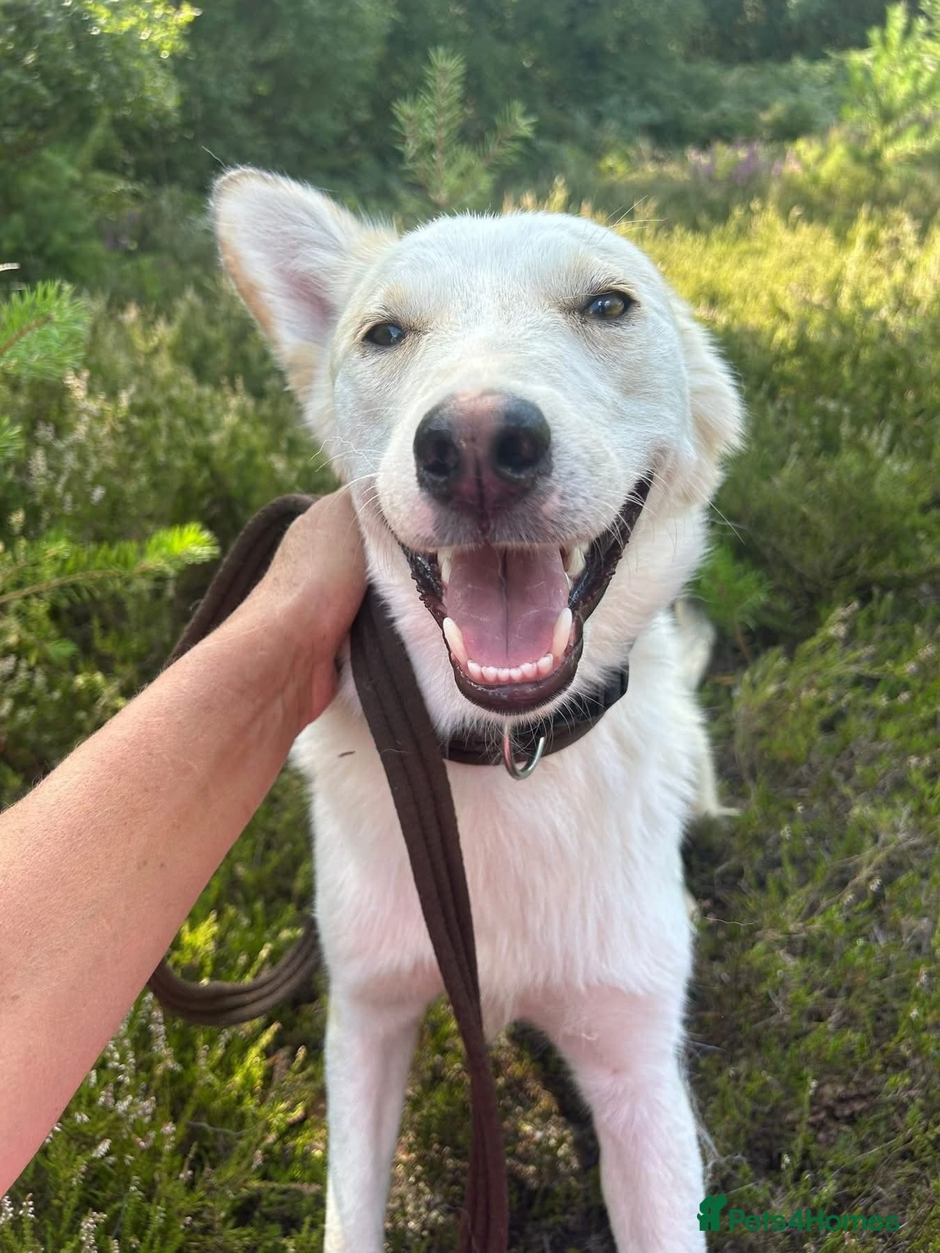 Song - Norwich Norfolk photo 15