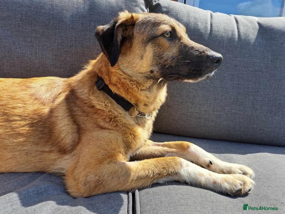 Levi - Norwich Norfolk photo 29