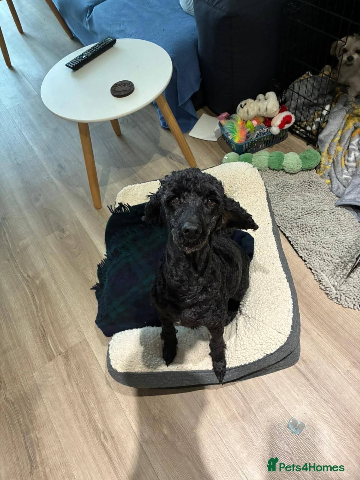 οΈπΆ charlie photo 6