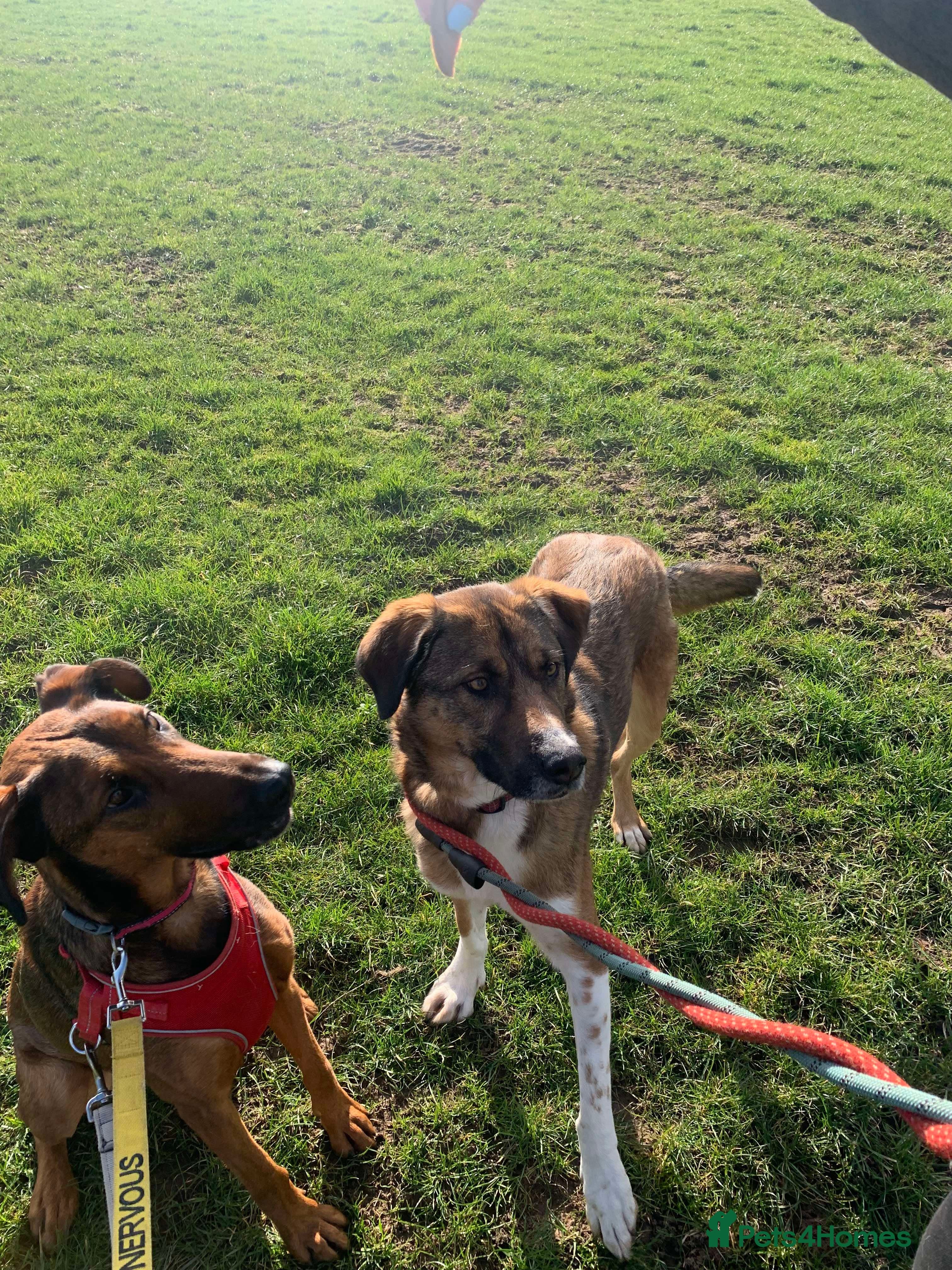 Meet Carrie,currently residing in Cheshire photo 18