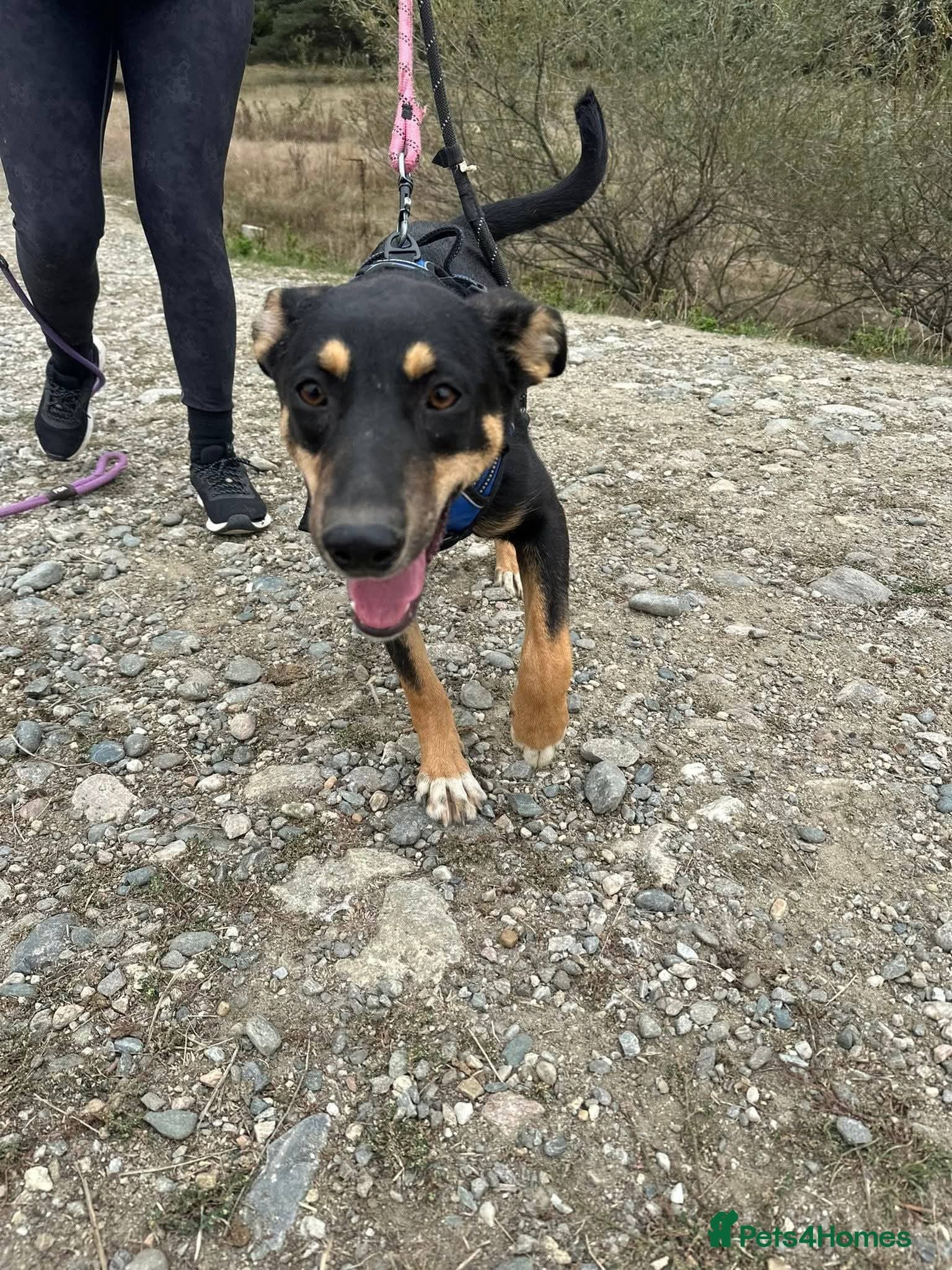 Meet Puffin currently residing in Essex — Mixed Breed