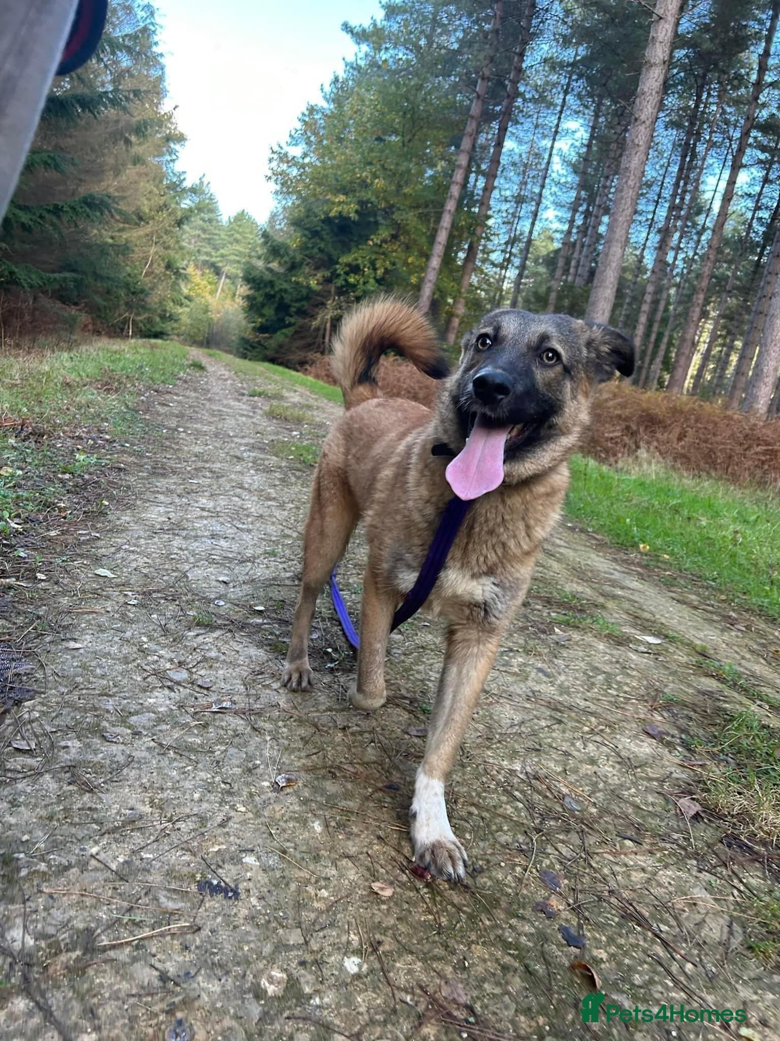 Levi - Norwich Norfolk photo 40