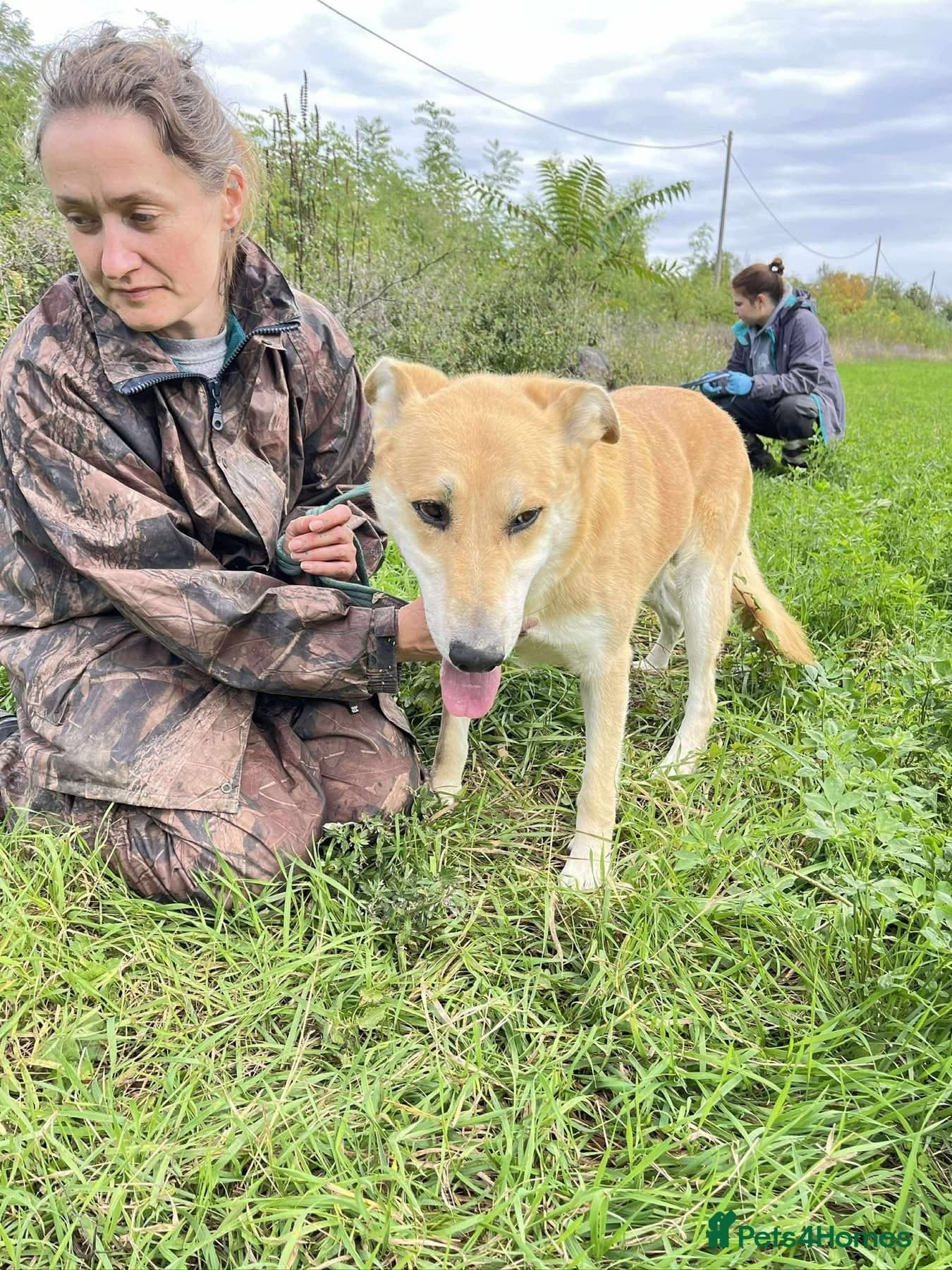 Tanner - Norwich Norfolk photo 8