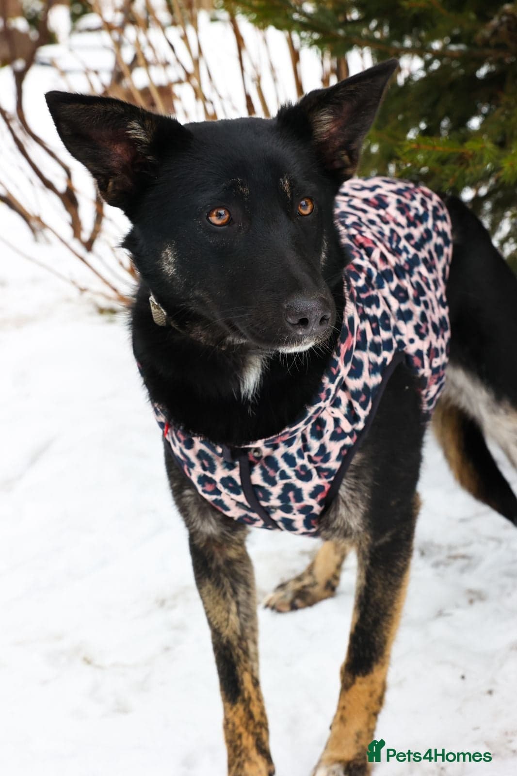 ️MILLA❤️11 month, calm, thoughtful girl photo 6