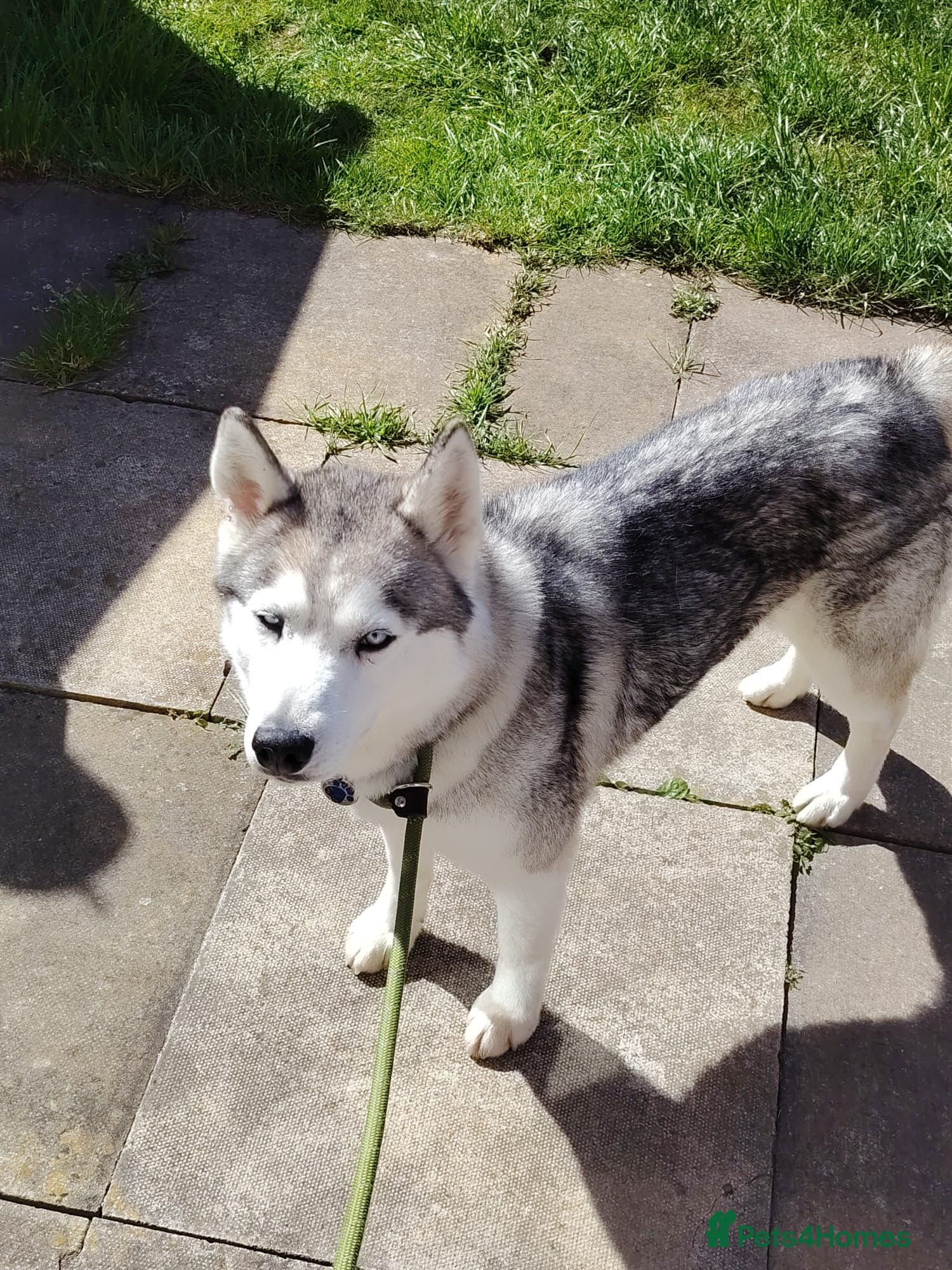 Lady β Siberian Husky