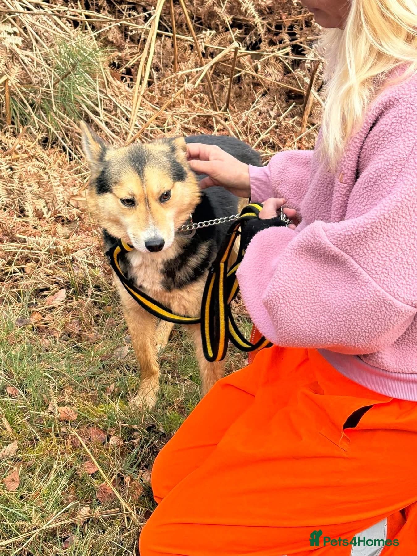 Bowie - Norwich Norfolk β Mixed Breed