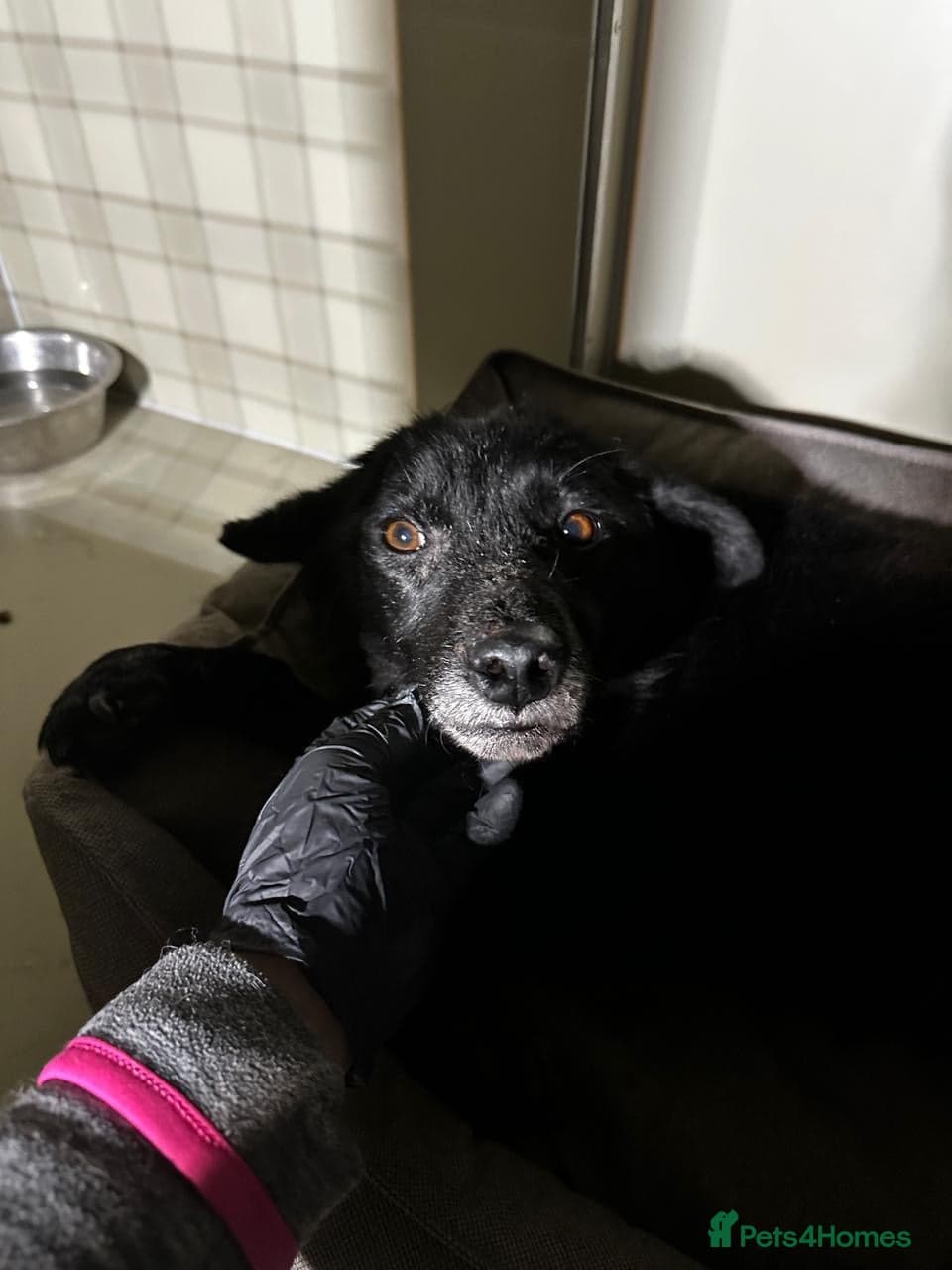 οΈπΆ tofa photo 35