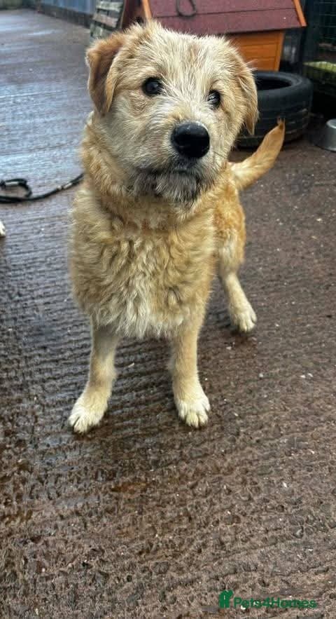 Meet Toby, currently residing in Essex photo 7