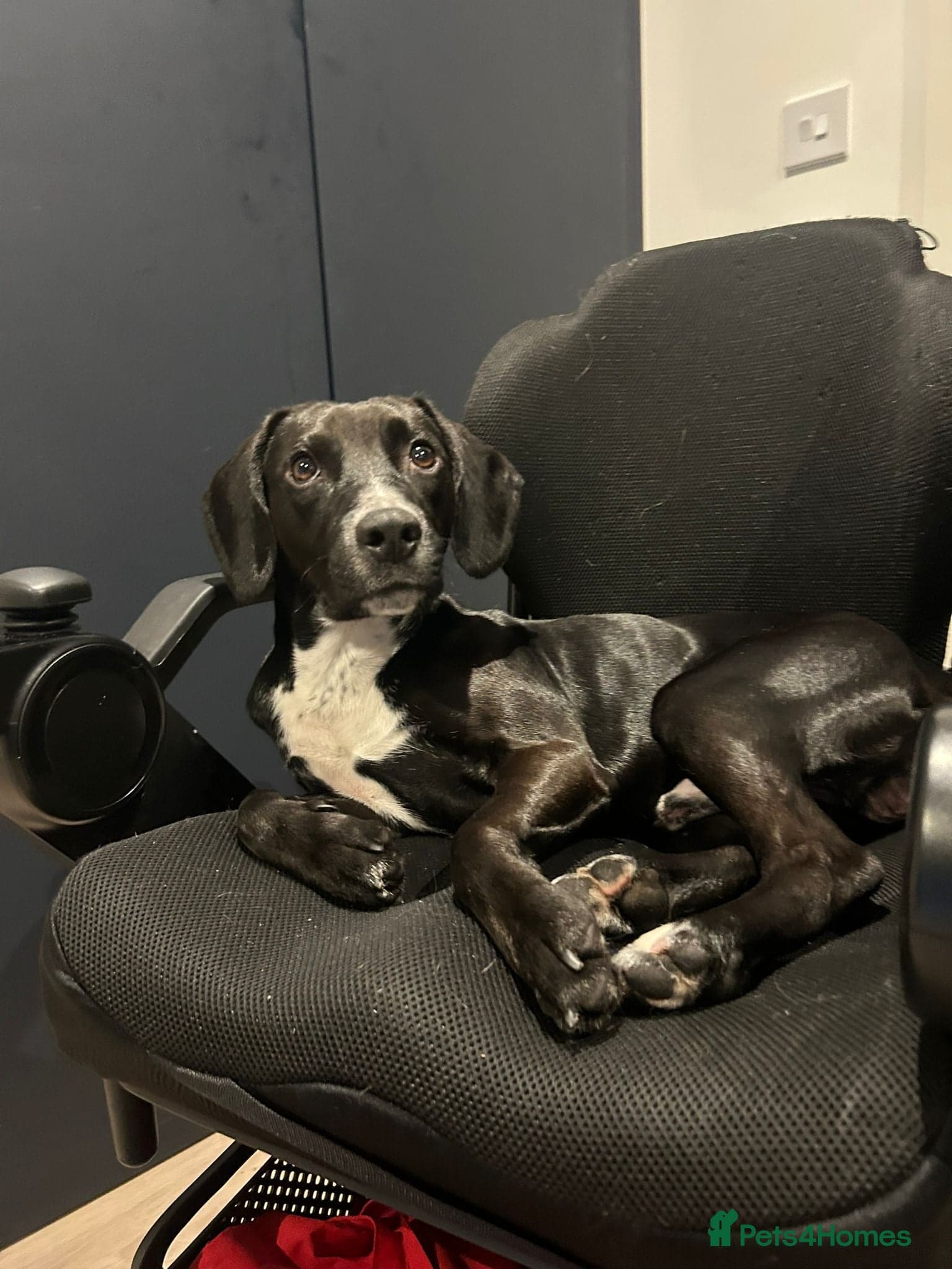 ️🐶 walter photo 10